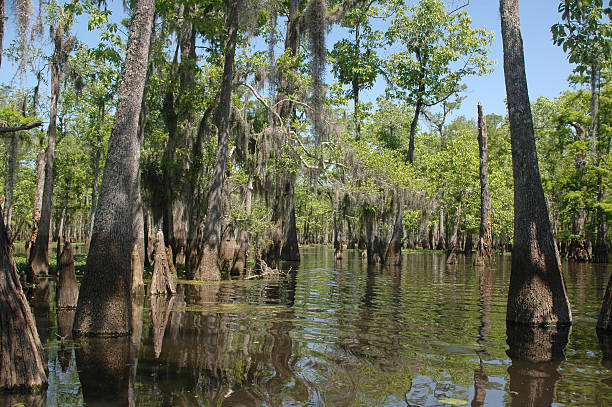 istock Louisiana Bayou 145906980