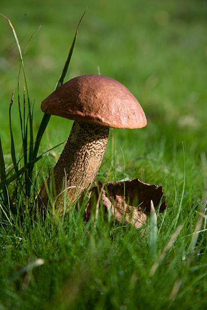 istock Brown Birch Bolete fungus, Leccinum Scabrum 145907002