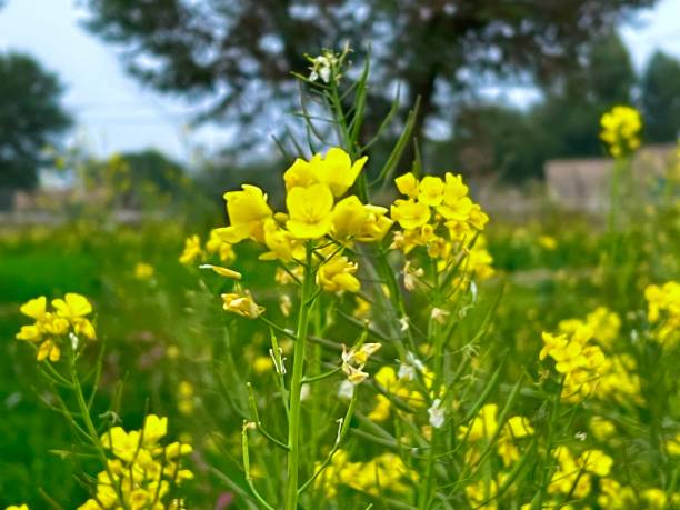 istock Rapeseed field. Blooming canola flowers closeup 1459071660