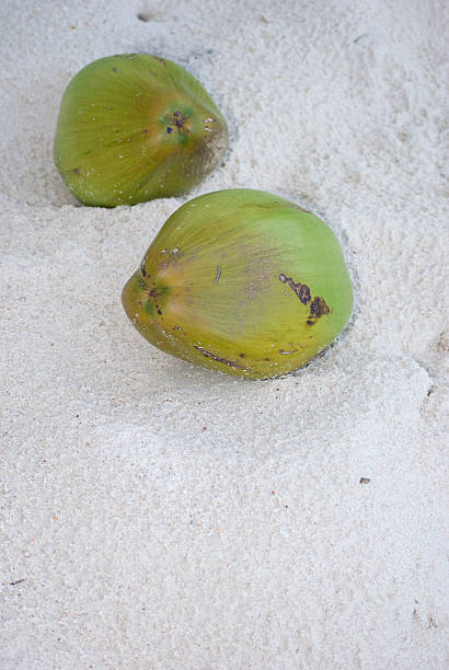 Frutas Coco na praia de areia - fotografia de stock