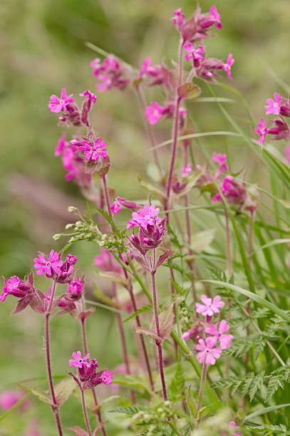istock Pink Verbena Flower 145907278