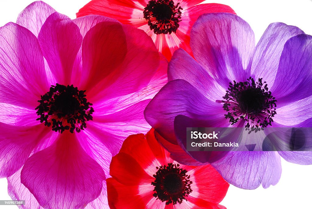 Flores coloridas - Foto de stock de Botânica - Assunto royalty-free