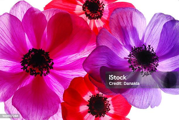 Foto de Flores Coloridas e mais fotos de stock de Botânica - Assunto - Botânica - Assunto, Colorido, Círculo