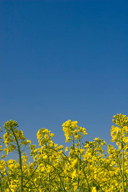 Champ de colza en été et ciel bleu - Photo