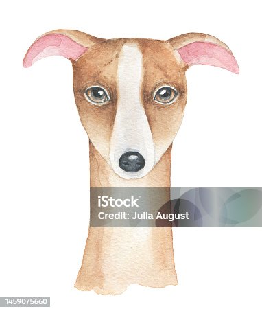 istock Watercolour illustration of little dog face in beige, brown fawn and brindle. 1459075660