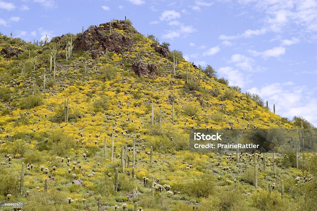 Colinas, desierto de Sonora amarillo Poppy - Foto de stock de Aire libre libre de derechos