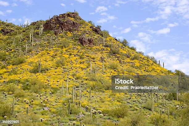 Colinas Desierto De Sonora Amarillo Poppy Foto de stock y más banco de imágenes de Aire libre - Aire libre, Amapola - Planta, Amarillo - Color