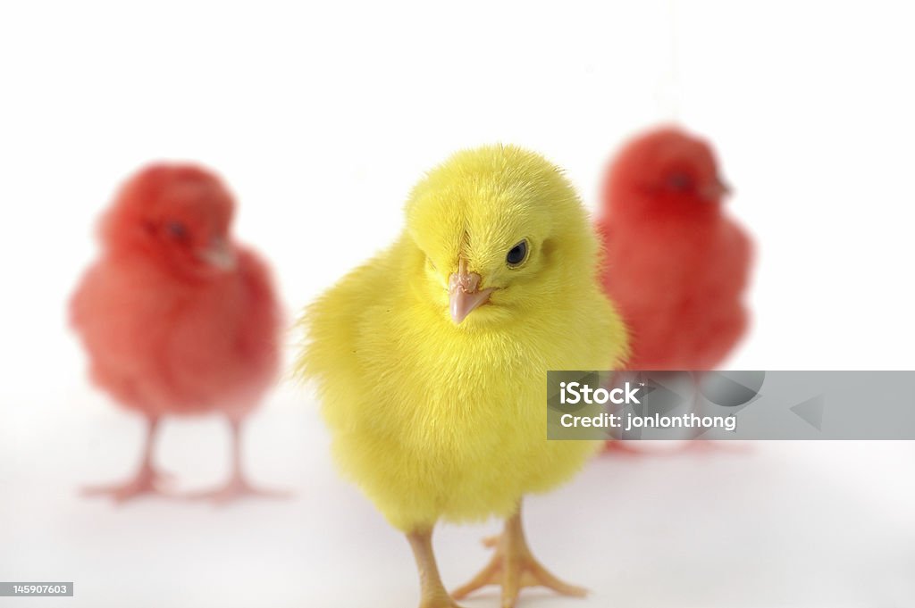 chicken new life Animal Stock Photo