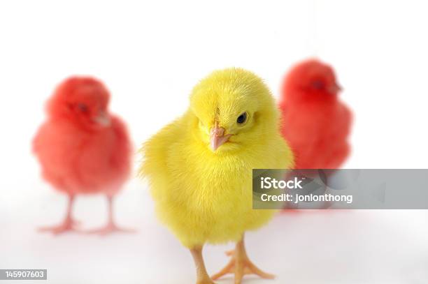 Chicken Stock Photo - Download Image Now - Animal, Animal Egg, Backgrounds
