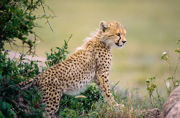 istock Africa-Cheetah cub 145907610