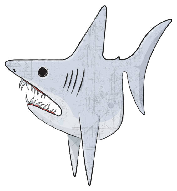 Mako Shark vector art illustration