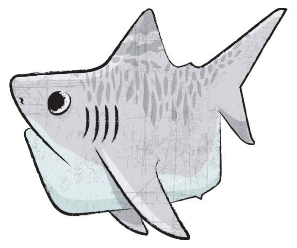 Tiger Shark vector art illustration