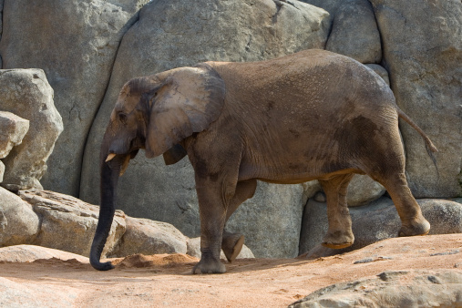 African elephant walking between rocks