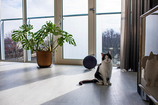 Domestic cat in a modern house setting