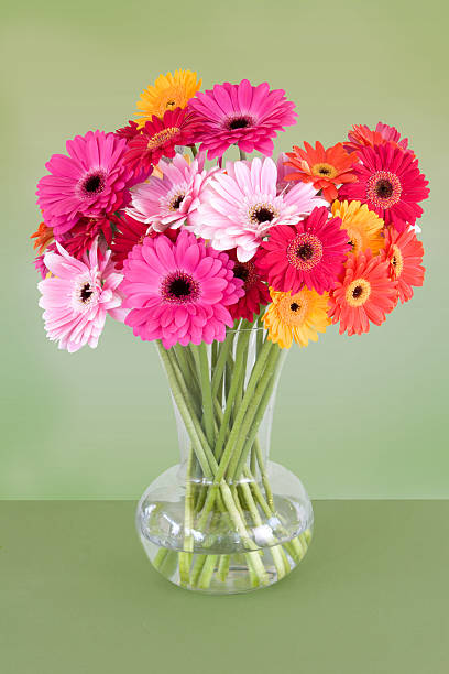 istock vase of colorful daisies 145907871