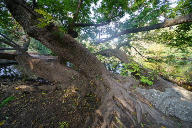 istock Sempione park in Milan at October 1459078969