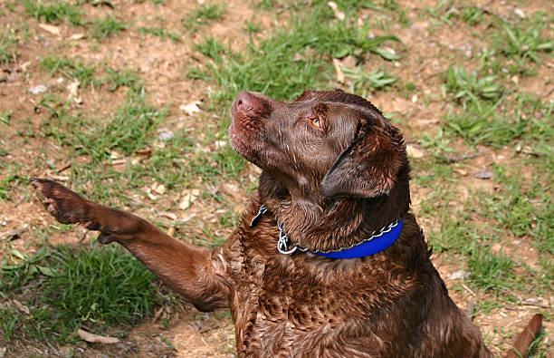 Labrador asking for help stock photo