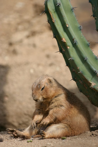 this little critter fell asleep under a cactus at the L.A Zoo.