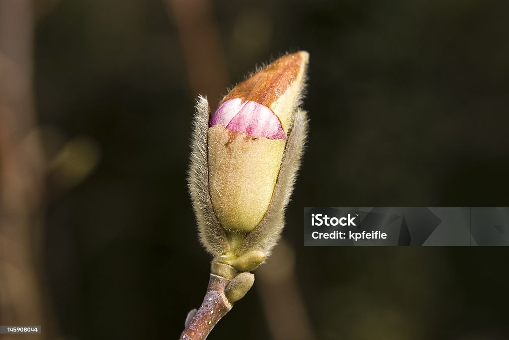 Fiore di Magnolia - Foto stock royalty-free di Albero