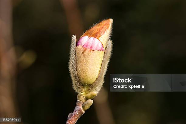 Fiore Di Magnolia - Fotografie stock e altre immagini di Albero - Albero, Ambientazione esterna, Bocciolo