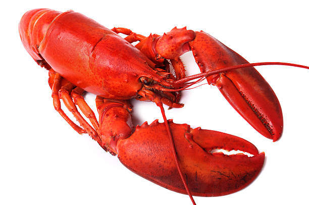 istock whole red lobster isolated on white background 145908063