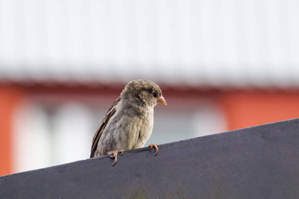 istock Low angle view of bird perching on roof against clear sky 1459081687