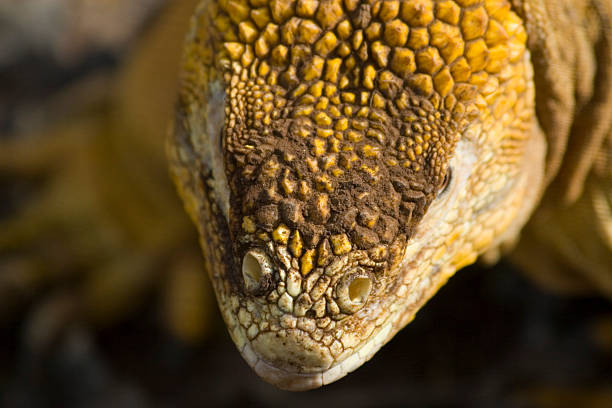istock Iguana in detail 145908169