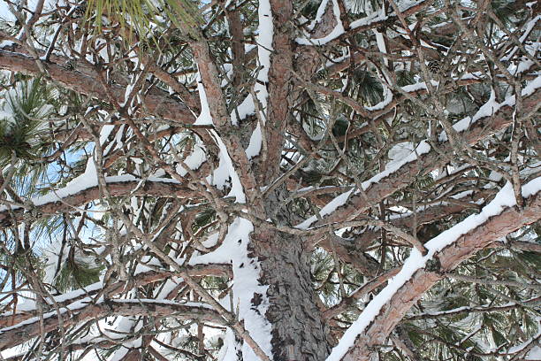 Pine Tree in April stock photo