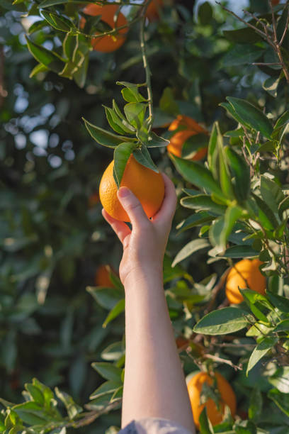 istock A women hand hold the orange on tree 1459081772