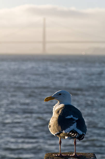 Atardecer, gaviota y Golden Gate - foto de stock