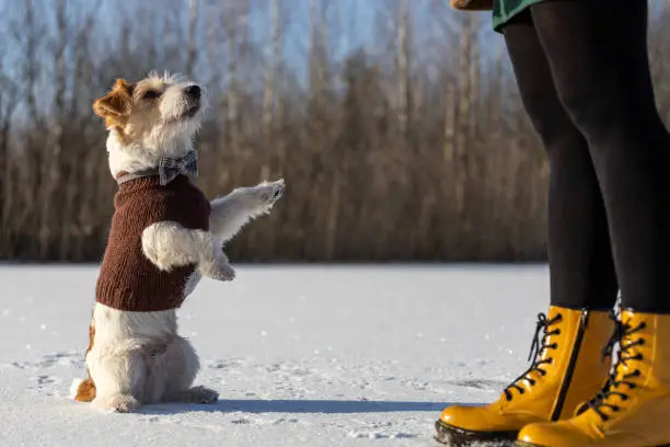 Jack Russell Terrier in a brown knitted sweater gnaws in the mouth a twig with the first spring buds. A dog on ice offers a stick to a girl.