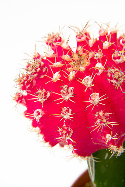 Red Cactus Flower stock photo