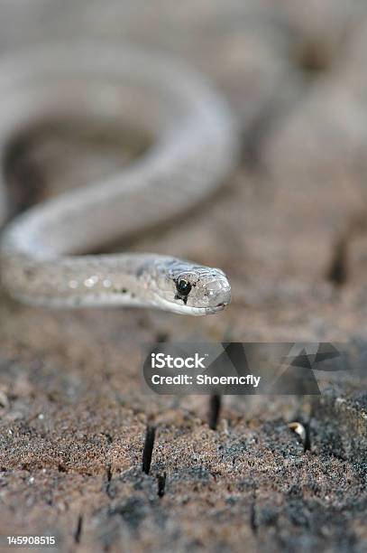 Midland Brown Snake Stock Photo - Download Image Now - Animal Wildlife, Animals In The Wild, Biology