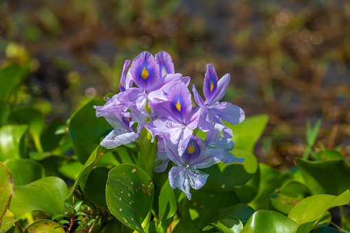 Pontederia crassipes (formerly Eichhornia crassipes), commonly known as common water hyacinth