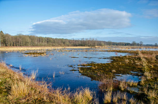 istock Shallow lake in the Netherlands 1459085387