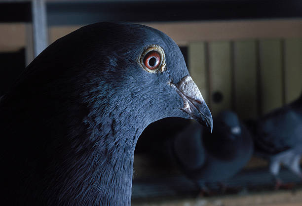 Pigeon/Tourterelle - Photo