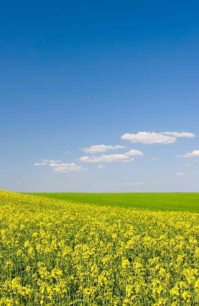 Champ de colza en été et ciel bleu - Photo