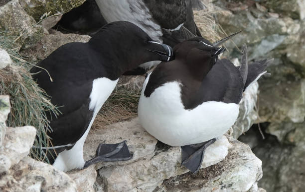 istock Two razorbills, alca torda, on a rocky ledge displaying affection for each other. 1459087278
