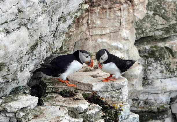 istock Two puffins, fratercula arctica, stooping to rub beaks in courtship behaviour on a rocky ledge. 1459087285