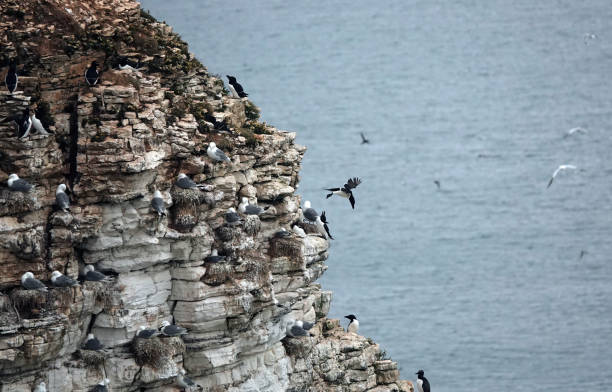 istock A razorbill, alca torda, taking off from a crowded rock face towards the ocean. 1459087320