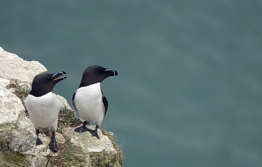 Two razorbills standing on a cliff top overlooking the North Sea on the coast of Yorkshire, UK.
