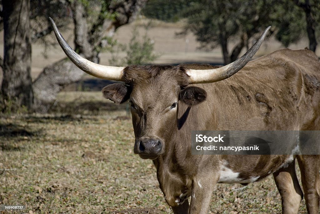 Longhorn solitario - Foto stock royalty-free di Bovino