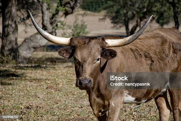 Longhorn Solitario - Fotografie stock e altre immagini di Bovino - Bovino, Bovino domestico, Composizione orizzontale