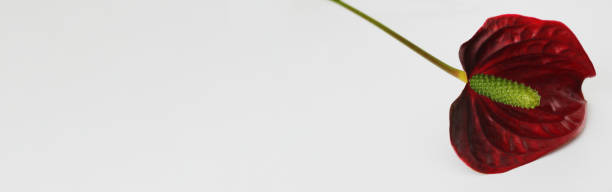 istock Anthurium crystallinum,  red anthurium flower on a light background, space for text 1459087695