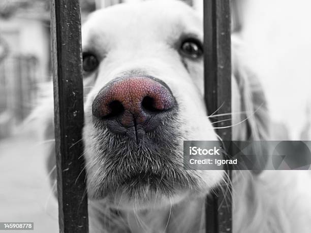 Dog Stock Photo - Download Image Now - Animal, Animal Hair, Animal Mouth