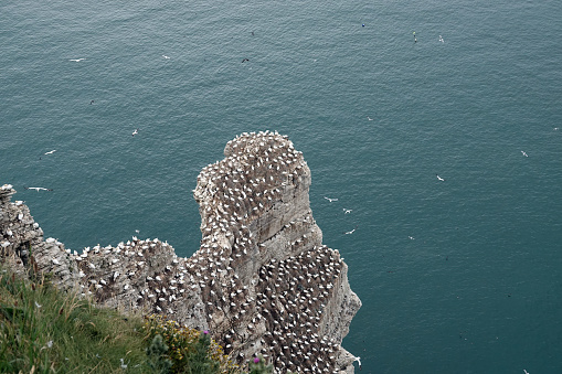 A high angle view of a colony of northern gannets on the east coast of the UK.