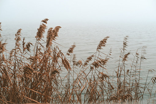 Feather grass. The sun breaks through the fog on the lake.