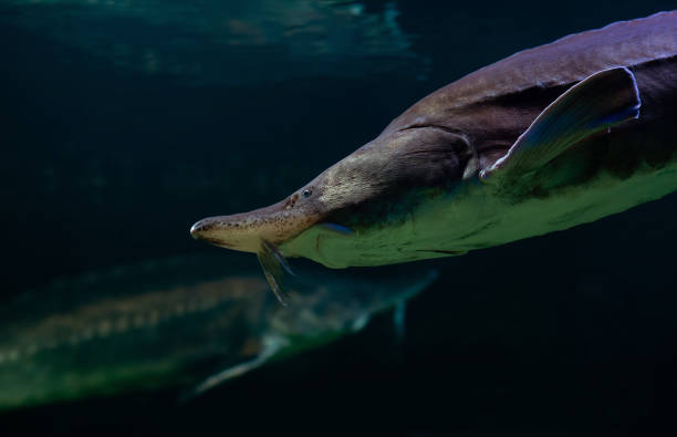istock Kaluga sturgeon, huso dauricus. Fish in water 1459088886