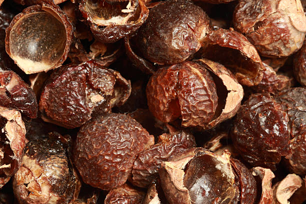 Cтоковое фото Soapnuts