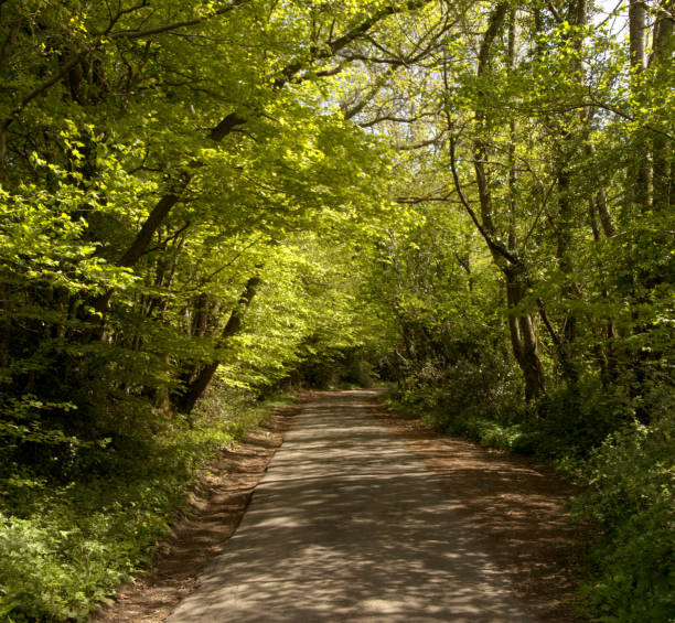 istock Leafy country lane in Somerset 1459089312